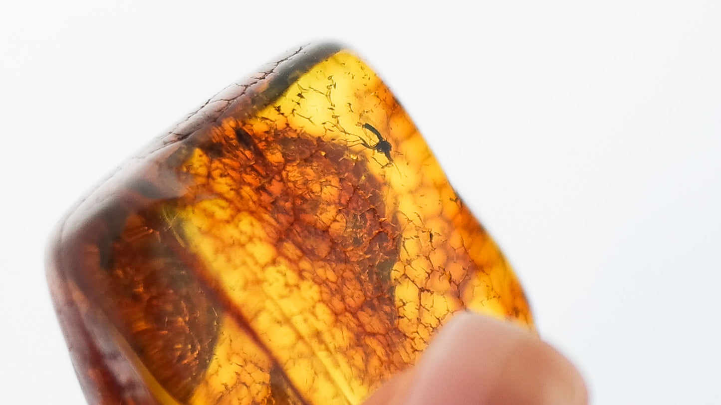 Natural Baltic amber stone with fly inclusion