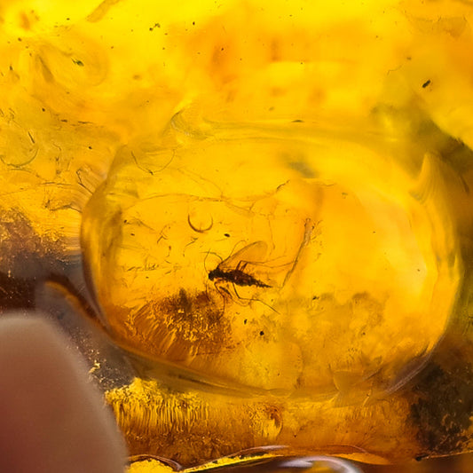 Unique natural Baltic amber stone with fly inclusion